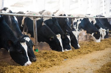 Çiftlikteki inekler. Süt inekleri. Yuvalanmış