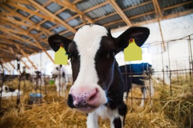 Buzağı mandıra cowshed içinde