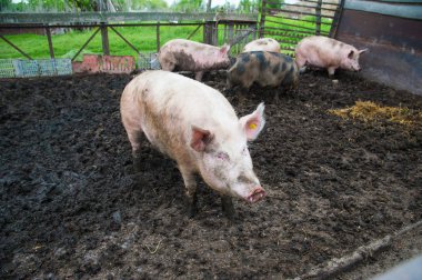 Evcil domuzlar. Köydeki bir çiftlikte domuzlar