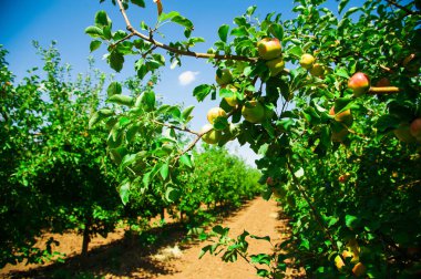 Elma bahçesindeki ağaç dalından sarkan organik elmalar