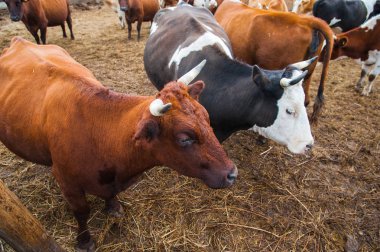 bir çiftlikte inekler. süt inekleri