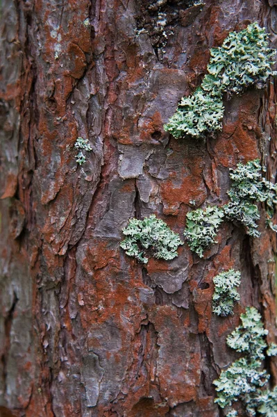 Casca Textura Pinheiro Closeup Floresta Pinheiro Verão — Fotografia de Stock