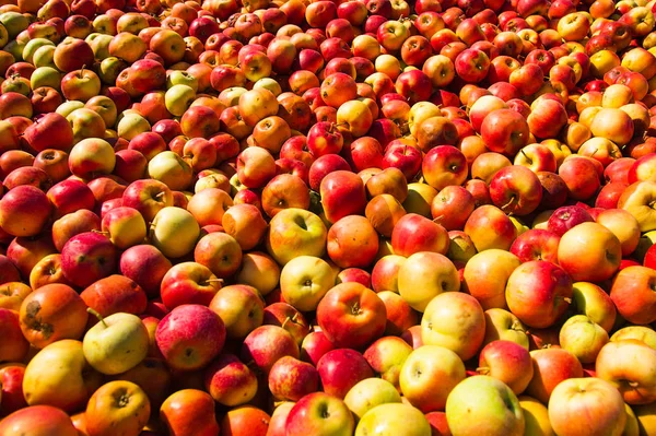 Спелые яблоки обрабатываются и транспортируются в промышленном профи — стоковое фото