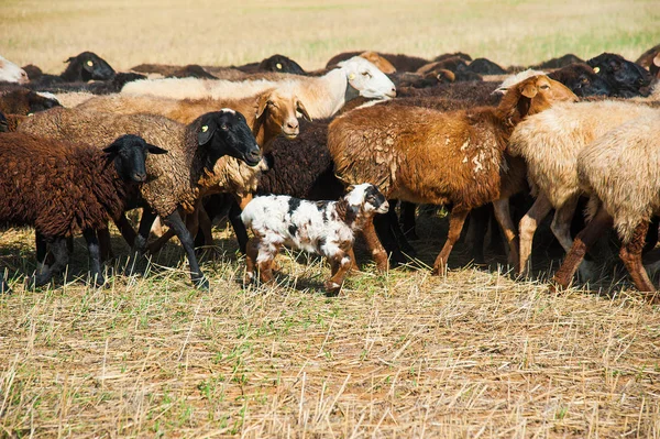 stock image Flock of sheep on the meadow