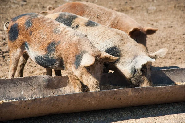 Cerdos domésticos en una explotación — Foto de Stock