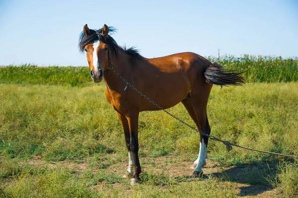 Paarden op de boerderij in de zomer — Stockfoto