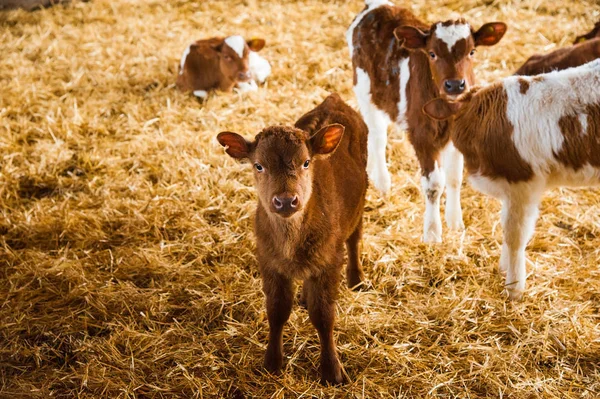 Mucche in una fattoria. Vacche da latte — Foto Stock