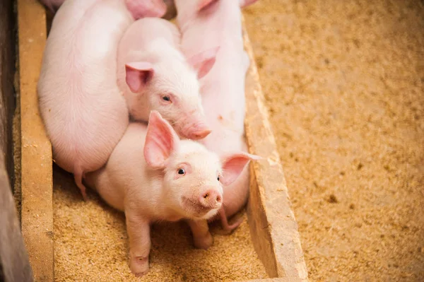 Domácí prasata na farmě — Stock fotografie