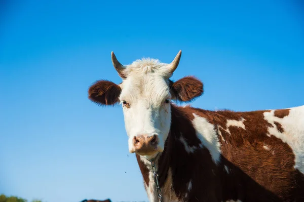 Koeien in een farm. melkkoeien Rechtenvrije Stockfoto's