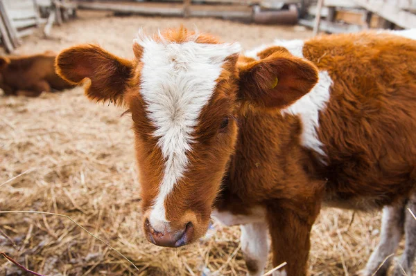 Αγελάδες σε μια φάρμα. αγελάδες γαλακτοπαραγωγής Εικόνα Αρχείου