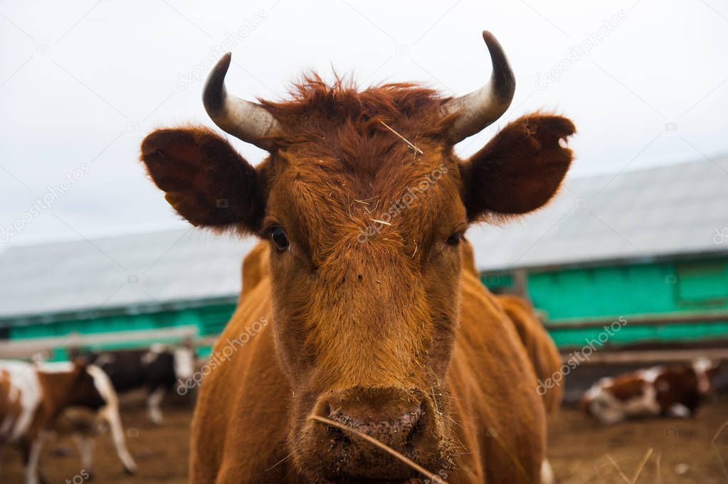 Cows in a farm. Dairy cows