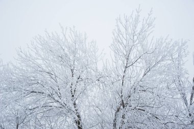 Kış manzarası. Kar kış ağaçlarda