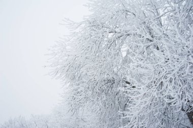 Kış manzarası. Kar kış ağaçlarda