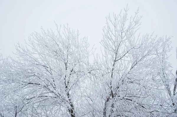 Kış manzarası. Kar kış ağaçlarda
