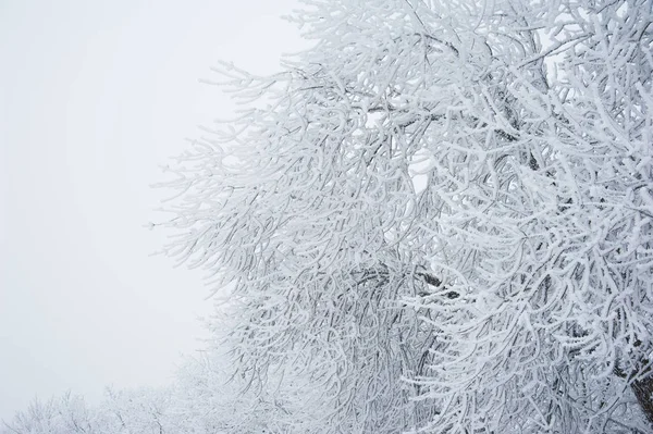 Kış manzarası. Kar kış ağaçlarda