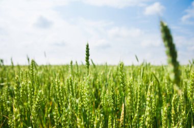 Olgunlaşan buğday tarlası ve mavi gökyüzü