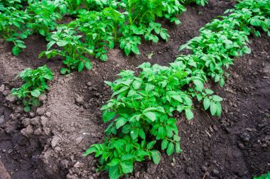 satırlar halinde yaz alanında patates patates bitkiler