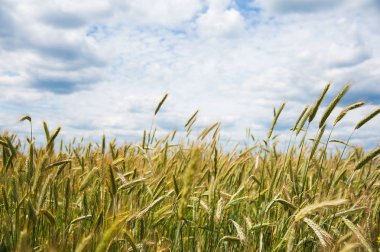 Olgunlaşan buğday tarlası ve mavi gökyüzü