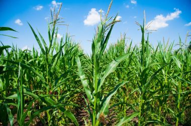 Açık havada mısır tarlası, mavi bulutlu gökyüzü olan mısır ağacı