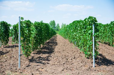 Sonbahar üzüm bağları ve asma dallarındaki organik üzümlerle dolu bir manzara.