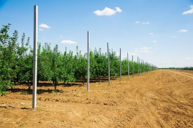 Elma bahçesi tam riped elma güneşli yaz gün