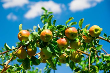 Elmalar yeşil yaprakların arasında bir dalda yetişir. Elma bahçesi