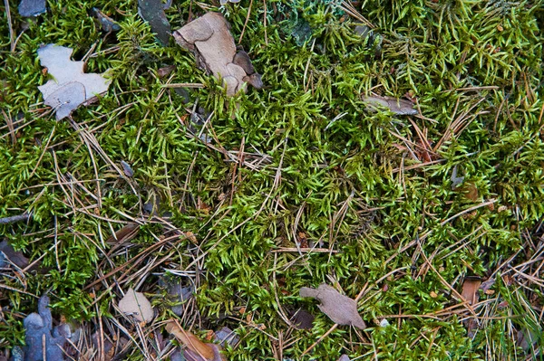 Skogsmarken Med Gräs Uppifrån Skogen Marken Med Växter — Stockfoto