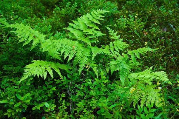 夏天森林里的小蕨类植物树 — 图库照片
