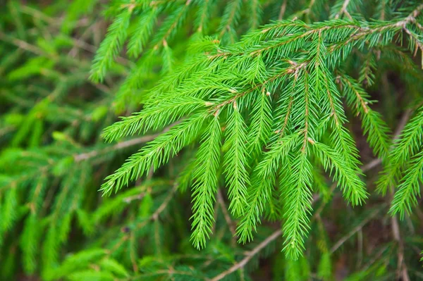 Strahlend Grüne Stachelige Zweige Einer Tanne Oder Kiefer — Stockfoto