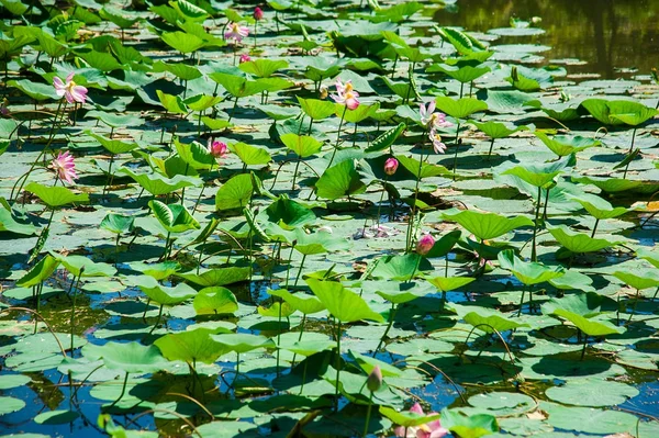 Flores Loto Lago Bosque Protegido — Foto de Stock