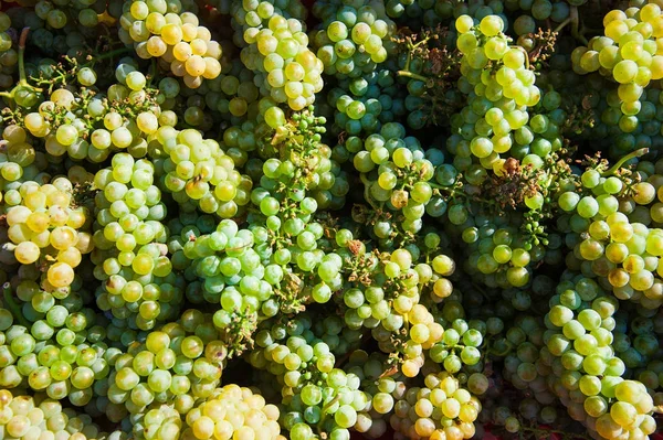 Viñedo. Recolección de uvas —  Fotos de Stock