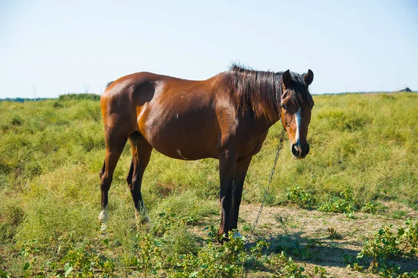 Paarden op de boerderij in de zomer — Stockfoto