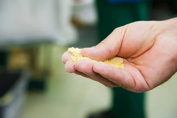 Producción de polvo de mostaza y aceite de mostaza — Foto de Stock