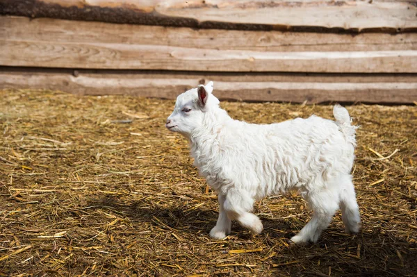 Dieren op een landelijke boerderij Stockfoto