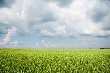 Olgunlaşan buğday tarlası ve mavi gökyüzü