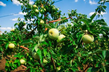 Elmalar yeşil yaprakların arasında bir dalda yetişir. Elma bahçesi