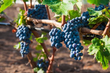 Sonbahar hasadında gün batımında üzüm bağları. Sonbahar mevsiminde olgun üzümler. Gün batımında asma üzümlü kırmızı şarap demetlerini kapatın..