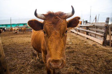 bir çiftlikte inekler. süt inekleri