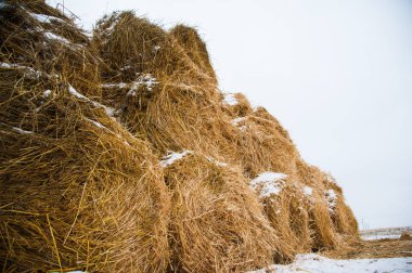 Saman depolama grubundaki balya saman dolu döken. Bir pyramind içinde yığılmış balya