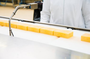 Endüstriyel sert peynir üretimi. Peynir çok lezzetli ve sağlıklı bir üründür.