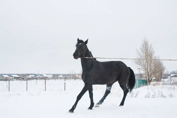 Cavalos Fazenda Manhã Inverno Nublado — Fotografia de Stock