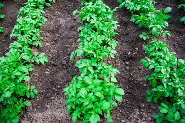 Patates bitkiler alan