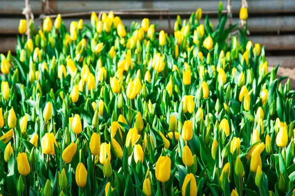 Cena de primavera de campo de tulipa — Fotografia de Stock