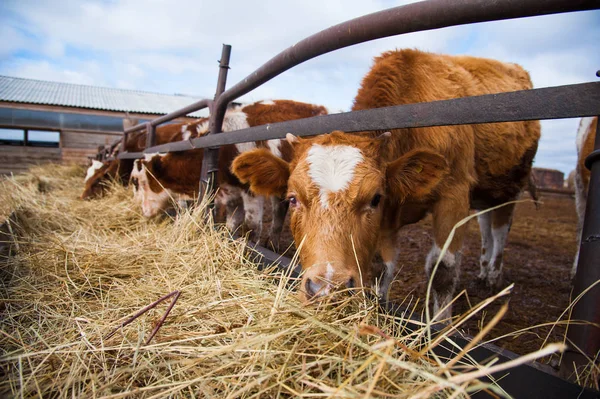 Vacas numa quinta. Vacas leiteiras — Fotografia de Stock