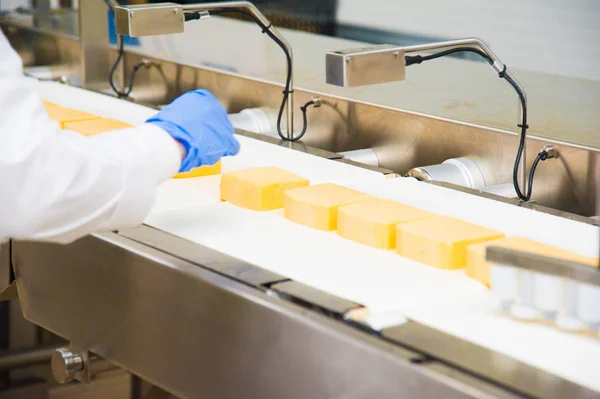 Industrial production of hard cheeses — Stock Photo, Image