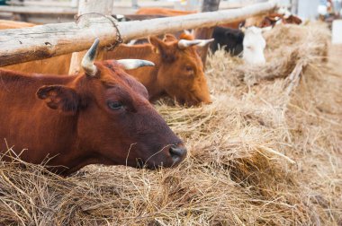 bir çiftlikte inekler. süt inekleri