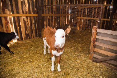 Buzağı cowshed