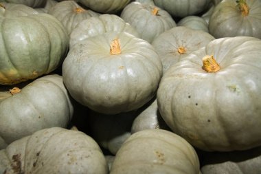 Arkaplan olarak taze gri balkabakları