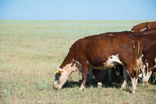 Vacas que pastam em pastagens — Fotografia de Stock