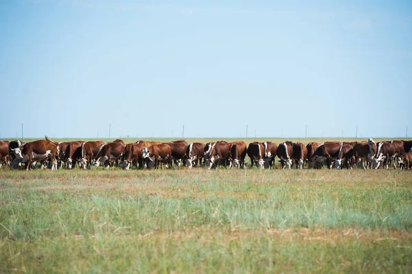 Vacas que pastam em pastagens — Fotografia de Stock